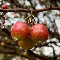 ヒメリンゴ,ヒメリンゴ,ウォーキングの画像