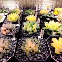 ハオルチア,ハオルチア オブツーサ,オブツーサ錦,ハオルチア属,多肉大好きの画像