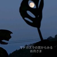 マドカズラ,観葉植物,お月さまの画像
