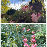バラ,ベゴニア,ありがとう♡,お花大好き,感謝♡の画像