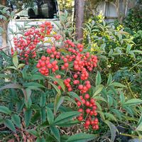 ナンテン,南天(なんてん),庭の画像