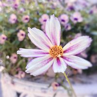 コレオプシス,ガーデニング,多年草,花のある暮らし,花が好きの画像