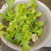 ルッコラ,水菜,小松菜,サニーレタス,葉物野菜の画像