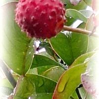 ヤマボウシ,福兎耳,紅葉祭り,柿,つぶやきの画像