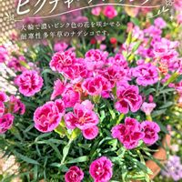 ダイアンサス,ナデシコの画像