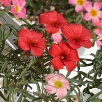 オキザリス,秋咲きオキザリス,Oxalis Red Silk,Oxalis Red Silk,Oxalis Red Silkの画像