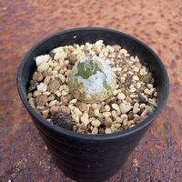 ブルゲリ,ブルゲリ,多肉植物,メセン,コノフィツム属の画像