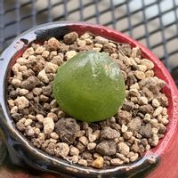 ブルゲリ,ブルゲリ,多肉植物,メセン,コノフィツム属の画像