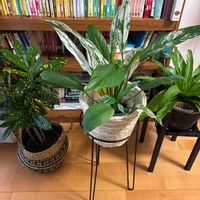 クロトン,アスプレニウム,観葉植物,スパティフィラム 斑入り,インテリアの画像
