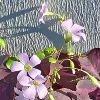 オキザリスの画像