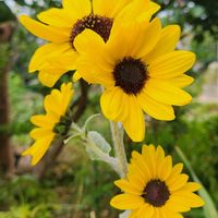 ヒマワリ,実家の庭,月曜日にビタミンカラー,チーム千葉✿︎,秘密の花園♡の画像