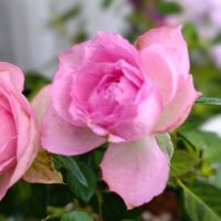 ミニバラ,バラ  カラーオブジュピター,花のある暮らし,お花を楽しむ,おうち園芸の画像