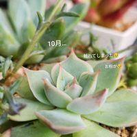 エケベリア,ピンクチップス,多肉植物,自宅にて,軒下&室内&軒下の画像