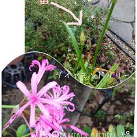 ネリネ,ダイヤモンドリリー,ネリネ(ダイヤモンドリリー),ピンクの花,プランター植えの画像