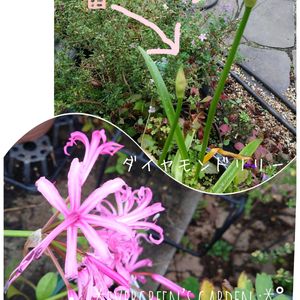 ネリネ,ダイヤモンドリリー,ネリネ(ダイヤモンドリリー),ピンクの花,プランター植えの画像