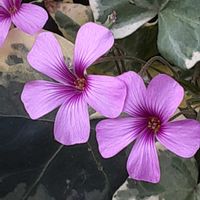 オキザリス,散歩の途中の画像