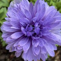 アネモネ,ナチュラルガーデン,好きな花,お庭の花たち,花と暮らすの画像