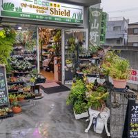 多肉植物,ウラボシ科,ビカクシダ属,食中植物,塊根の画像