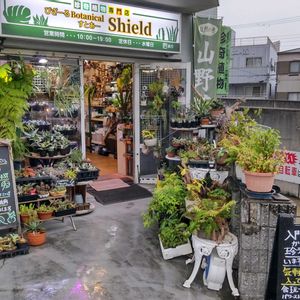 多肉植物,ウラボシ科,ビカクシダ属,食中植物,塊根の画像