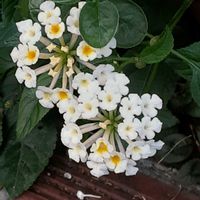ランタナ,散歩の途中の画像