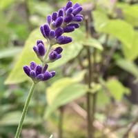 花のある暮らし,青い花マニア,おうち園芸,チーム・ブルー,チーム・ブルーＮo.146の画像
