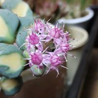 斑入りミセバヤ,ワーテルメイエリー錦,多肉植物,多肉大好き,多肉中毒の画像
