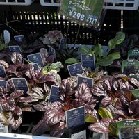 アジュガ,カブラハバチ,チュウレンジバチ,ハバチ類,植物研究の画像