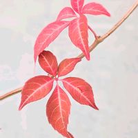 ヘンリーヅダ*,ベランダガーデニング,紅葉の季節,ヘンリーヅダ,おうち園芸の画像
