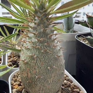 パキポディウム・グラキリス,多肉植物,観葉植物,塊根植物,実生の画像