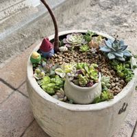 エケベリア,多肉植物,たにくちゃん,おうち園芸,小さな庭の画像