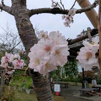 フヨウ,十月桜,十月桜,ジュウガツザクラ,ユズリハの画像