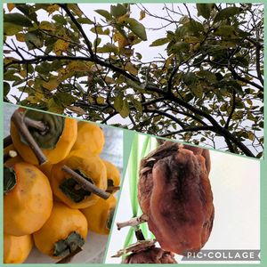 まだまだ初心者,花のある暮らし,緑のある暮らし,今日のお花,世界中に幸せをの画像