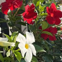 サンパラソル,今日の１枚,花のあるくらし,ふふの家,小さな庭の画像