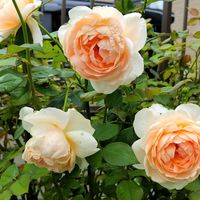 バラ,アンブリッジ・ローズ,バラ・ミニバラ,日向,ばら バラ 薔薇の画像