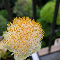 フィカス アルティシマ,フィカス・ティネケ,斑入りゴムの木,開花中,マユハケオモト♪の画像