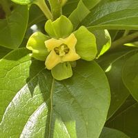 カキノキ,カキ,花壇,ガーデニング,果樹の画像