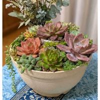 セダム,多肉植物,リビング,和室,ベランダの画像
