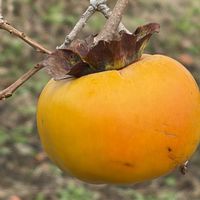カキノキ,カキ,花壇,ガーデニング,果樹の画像