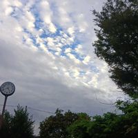 キンモクセイ,キンモクセイ,フジ,フジ,秋色アジサイの画像