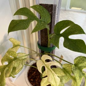 ヒメモンステラ,ラフィドフォラ・テトラスペルマ,新芽,葉水,斑入り好き♡の画像