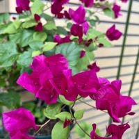 ブーゲンビリア,ピンクの花,玄関先,おうち園芸,Juneの会の画像