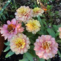 ジニア,かわいい,きれい,グラデーション,花のある暮らしの画像