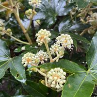 ヤツデ,ヤツデの花,秋の雨の画像