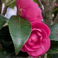 サザンカ,山茶花,大好き,山野草,癒しの画像