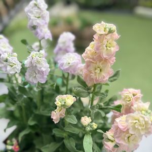 ロニセラ,八重咲きストック,ストックベイビー,ネメシアメーテル,ブラキカム ブラスコバイオレットの画像