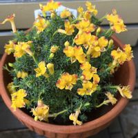 ゼラニウム,ゼラニウム,ハツコイソウ,黒法師,初恋草の画像