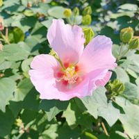 フヨウ,フヨウ,散歩の写真の画像