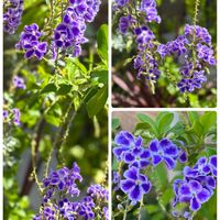 デュランタ 宝塚,花のある暮らし,頑張れ熊本！,被災地にエールを…。,バラと夢CLUBの画像