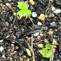 アデニウム,うさぎ苔,ラナンキュラスの芽,けーpic祭の画像
