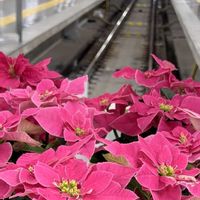 プリンセチア,プリンセチア,姫ひまわり,おでかけ先,ターミナル駅の画像